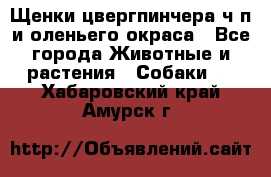 Щенки цвергпинчера ч/п и оленьего окраса - Все города Животные и растения » Собаки   . Хабаровский край,Амурск г.